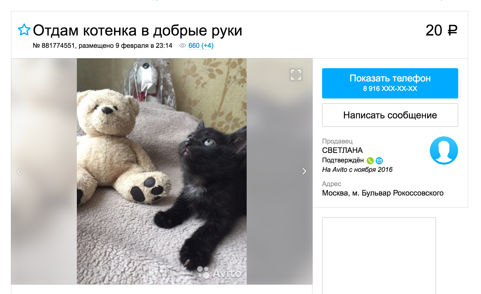 В интернете столько котят, что на всех не хватит добрых рук