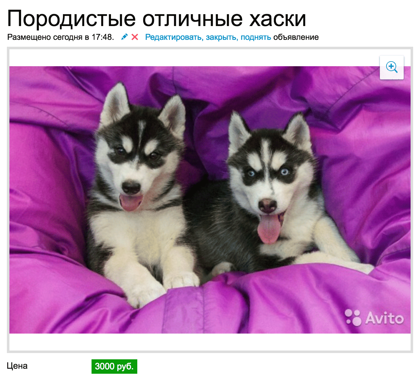 Породистые хаски за 3000 рублей ездят только на иномарках за 149 000