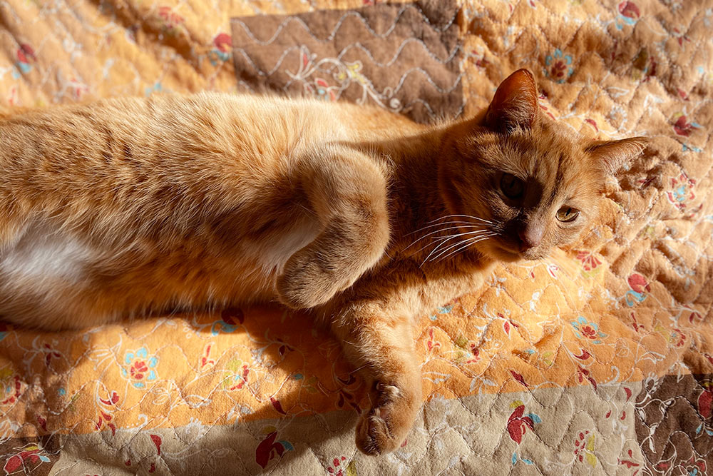 Фотографирую Лиса, который нежится на солнышке. Обожаю, обожаю этого кота!
