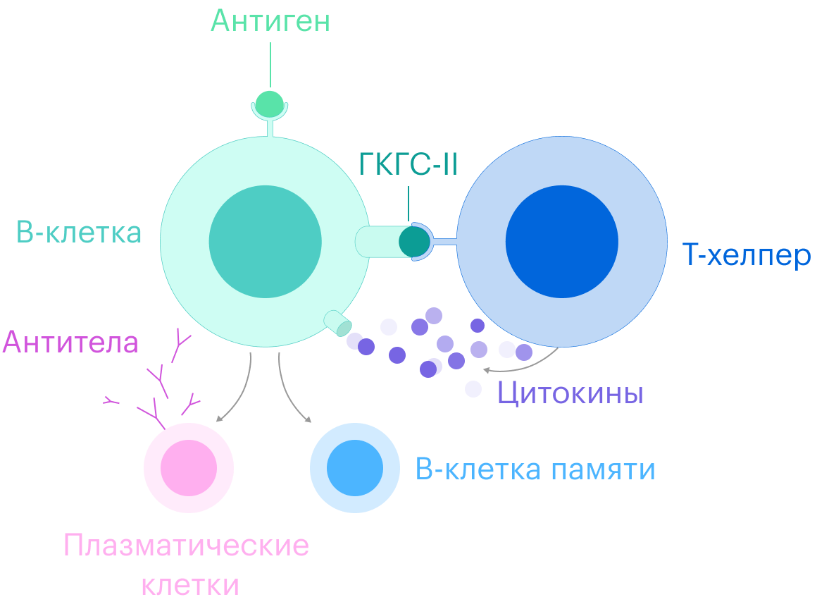Т-хелпер связывается с В-клеткой, цепляясь за специальный белок — главный комплекс гистосовместимости II класса, ГКГС-II. Затем Т-хелпер выпускает цитокины — сигнальные химические вещества, которые активируют В-клетку и запускают процесс ее клонирования. В-клетка начинает делиться и дает начало плазматическим В-лимфоцитам, которые создают антитела, и В-клеткам памяти, которые помогают плазматическим клеткам моделировать обновленные антитела к коронавирусу