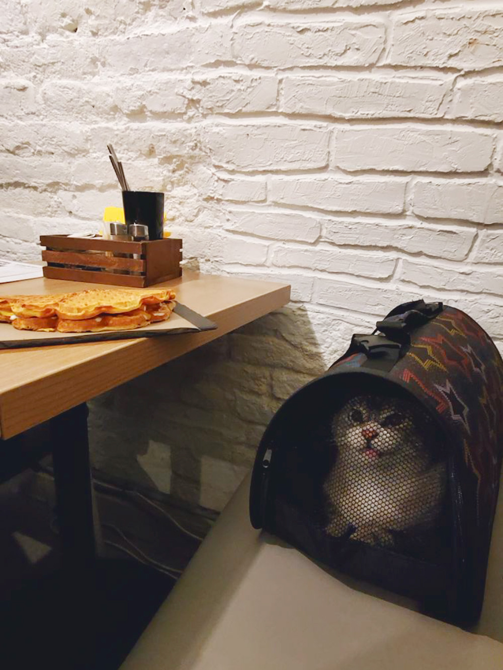 Кот тоже со мной