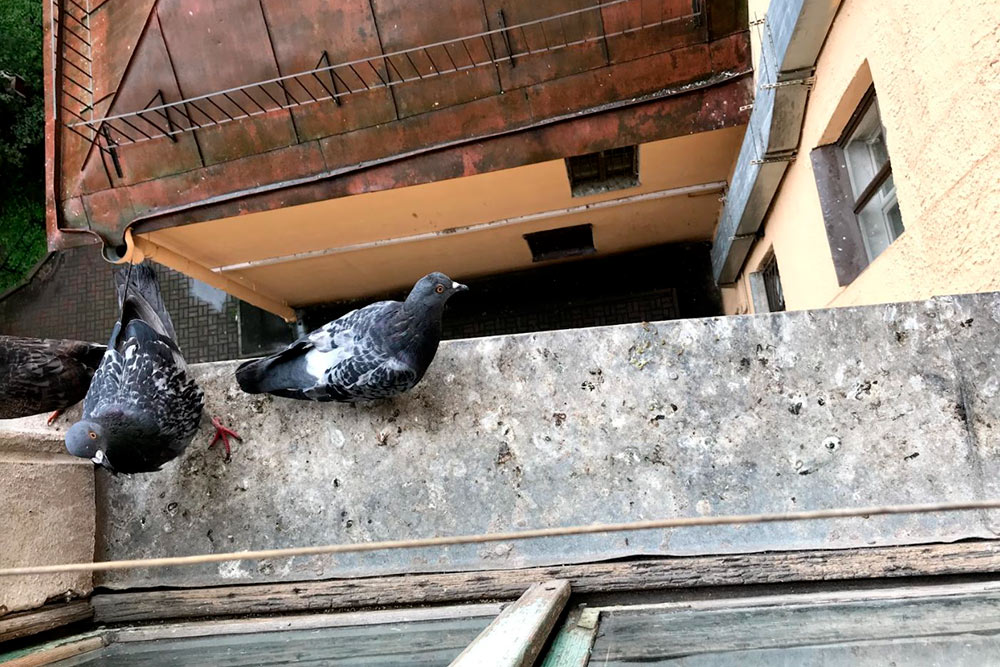 Голуби ходят по краю подоконника. Моя соседка Марина их кормит, поэтому они прилетают, как только видят, что кто-то есть на кухне