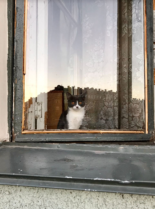 Это котик в окне по дороге домой. Я его часто вижу