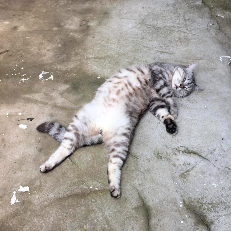 Маминого кота зовут Кеша. Он на диете: однажды его раскормили так, что бедняга даже не мог бегать и залезать на дерево. С тех пор его не балуют и кот похудел