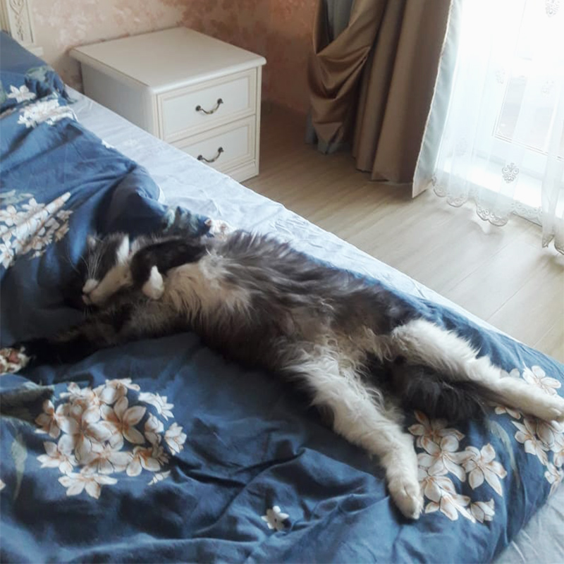 Дольче сладко спит на моем одеяле лапами кверху