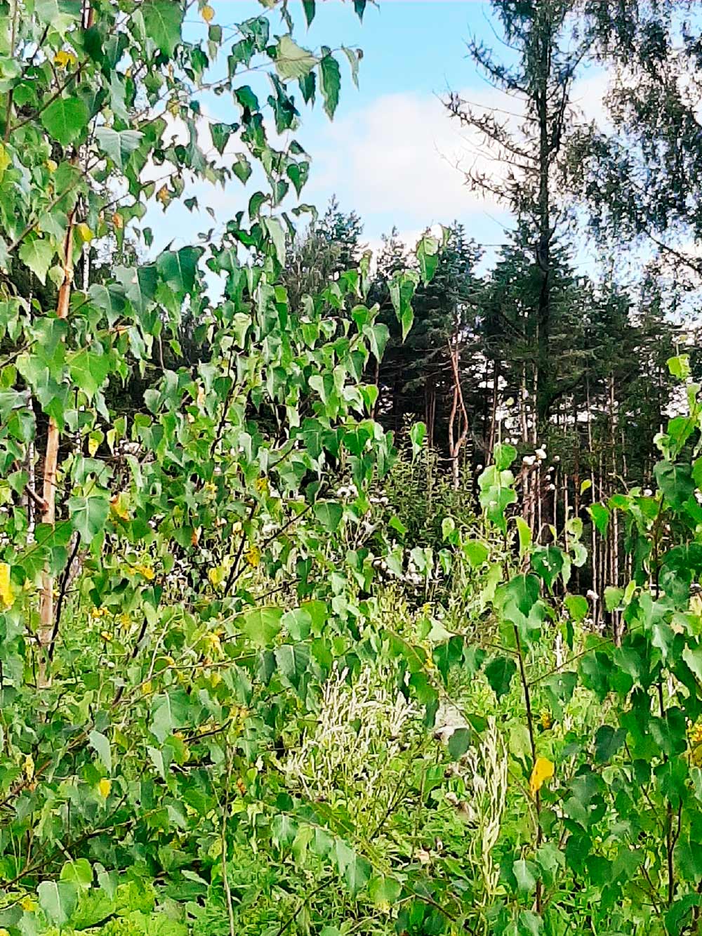 Это уютный лесок недалеко от нашего дома