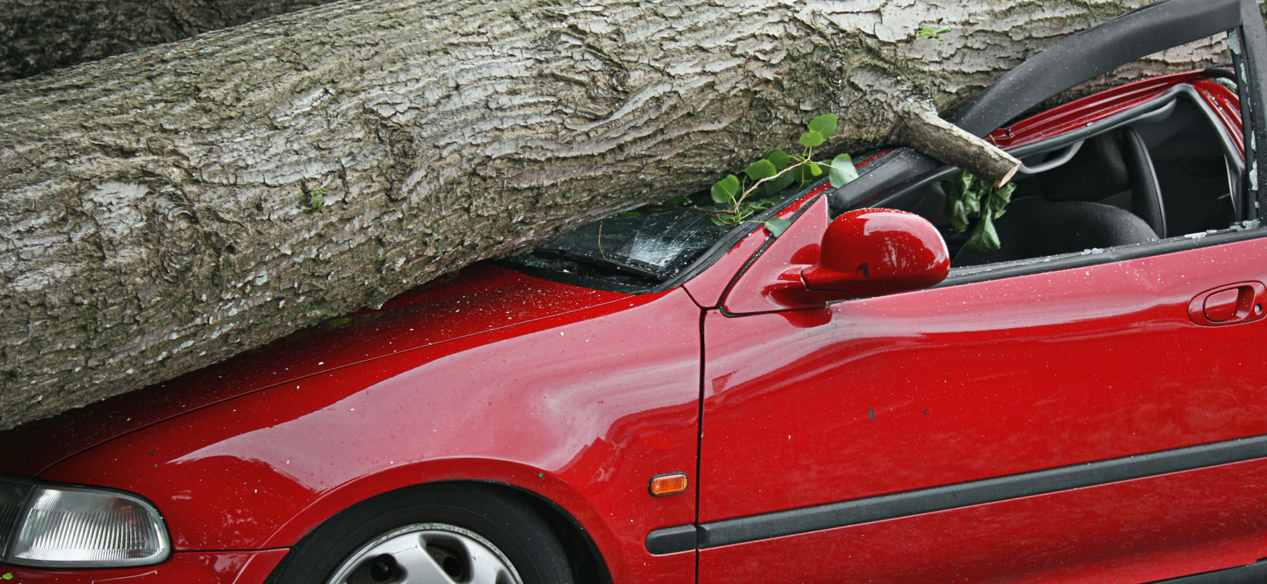 Что делать, если на автомобиль упало дерево
