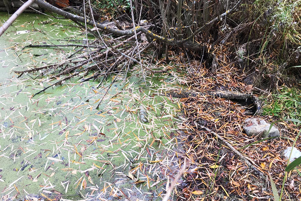 Вот такое происходило по весне: вода в канаве поднималась и затапливала часть нашего участка и кучу соседних. Сейчас усилиями всех заинтересованных садоводов канаву прочистили, наш участок больше не утопает
