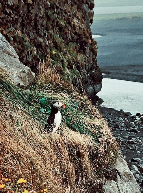 Тупик — символ Исландии. Основные места их гнездования: Dyrhólaey, Reynisfjara Beach, Heimaey и Latrabjarg. Птицы покидают утесы в начале двадцатых чисел августа