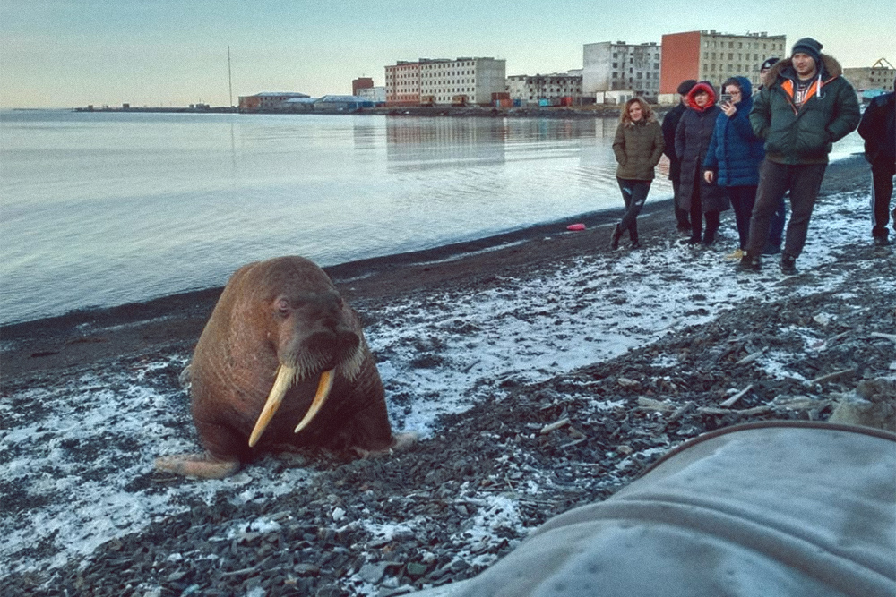 На берег Чаунского залива летом выбираются моржи. Моржи занесены в Красную книгу. Охота на них запрещена