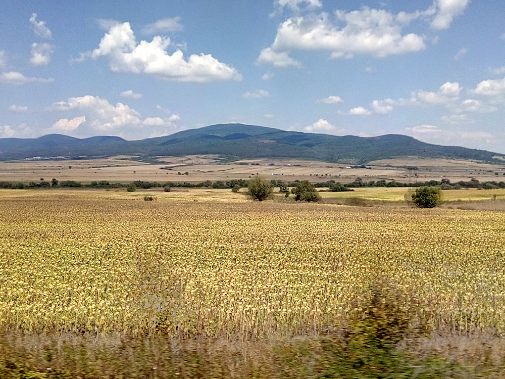 Поля с урожаем