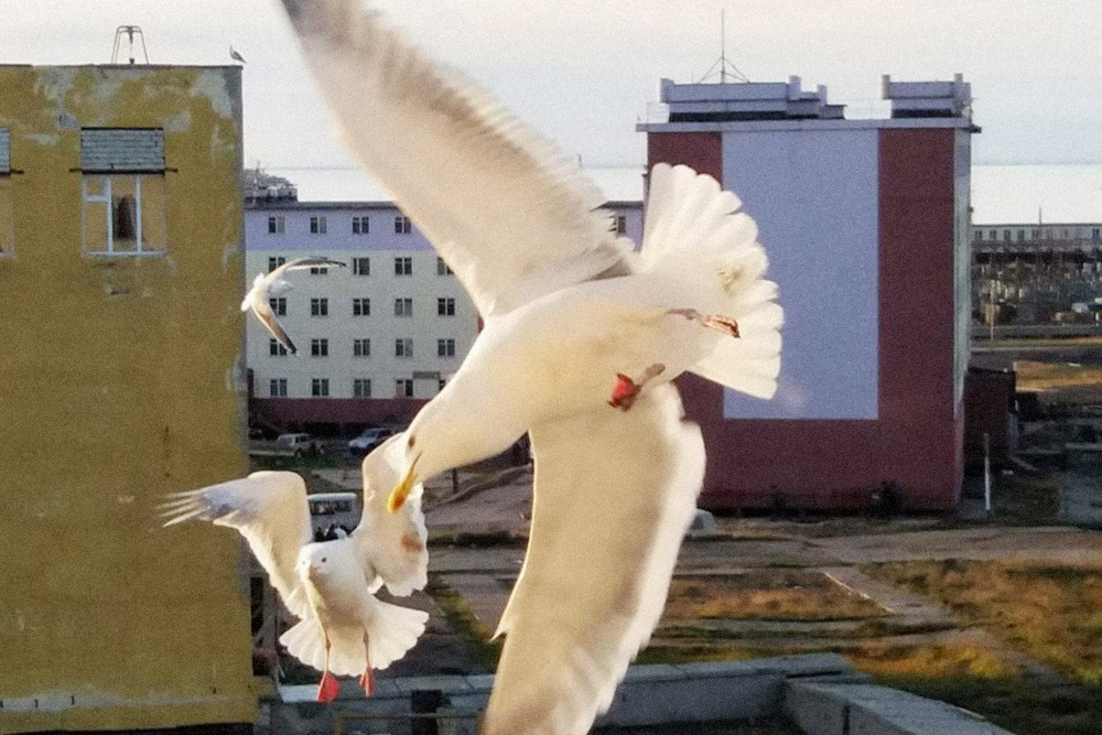 Орнитологи скажут, что это чайки, но в Певеке их зовут бакланами