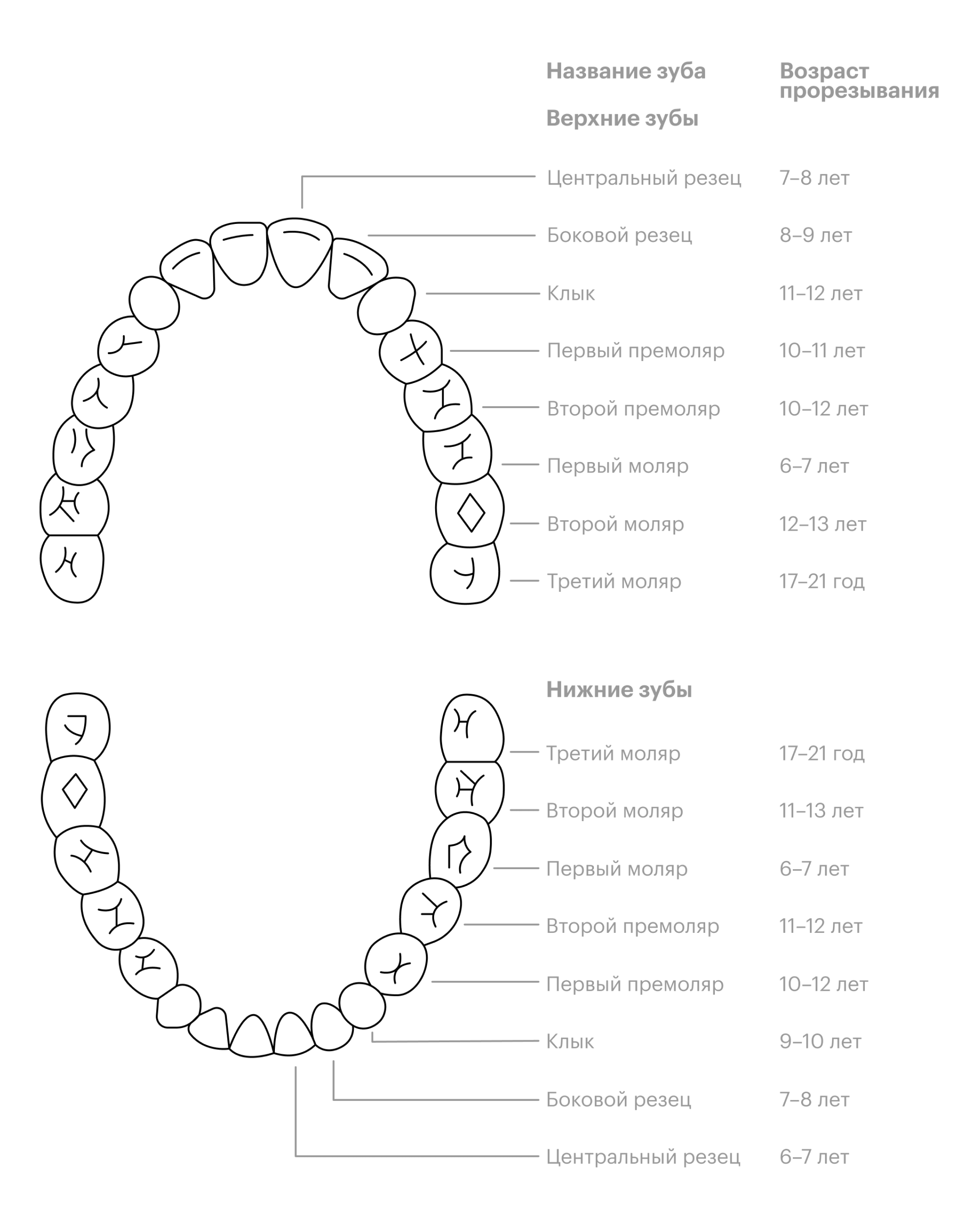 В каком возрасте зубы. График прорезывания постоянных зубов у детей. Схема прорезывания коренных зубов. Прорезывание первых зубов схема. Зубы у детей схема прорезывания постоянных.