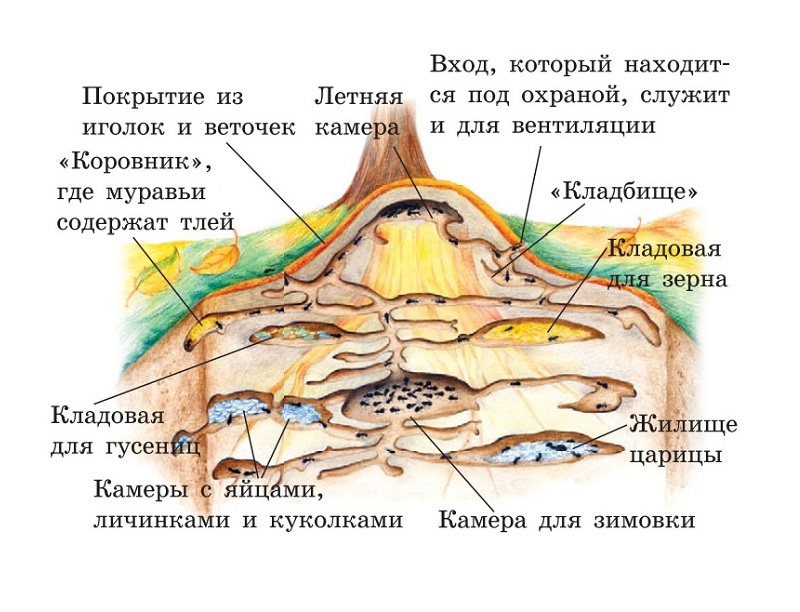 Жизнь муравьев очень организована и подчинена работе на воспроизводство. Источник: онлайн-энциклопедия Sitekid
