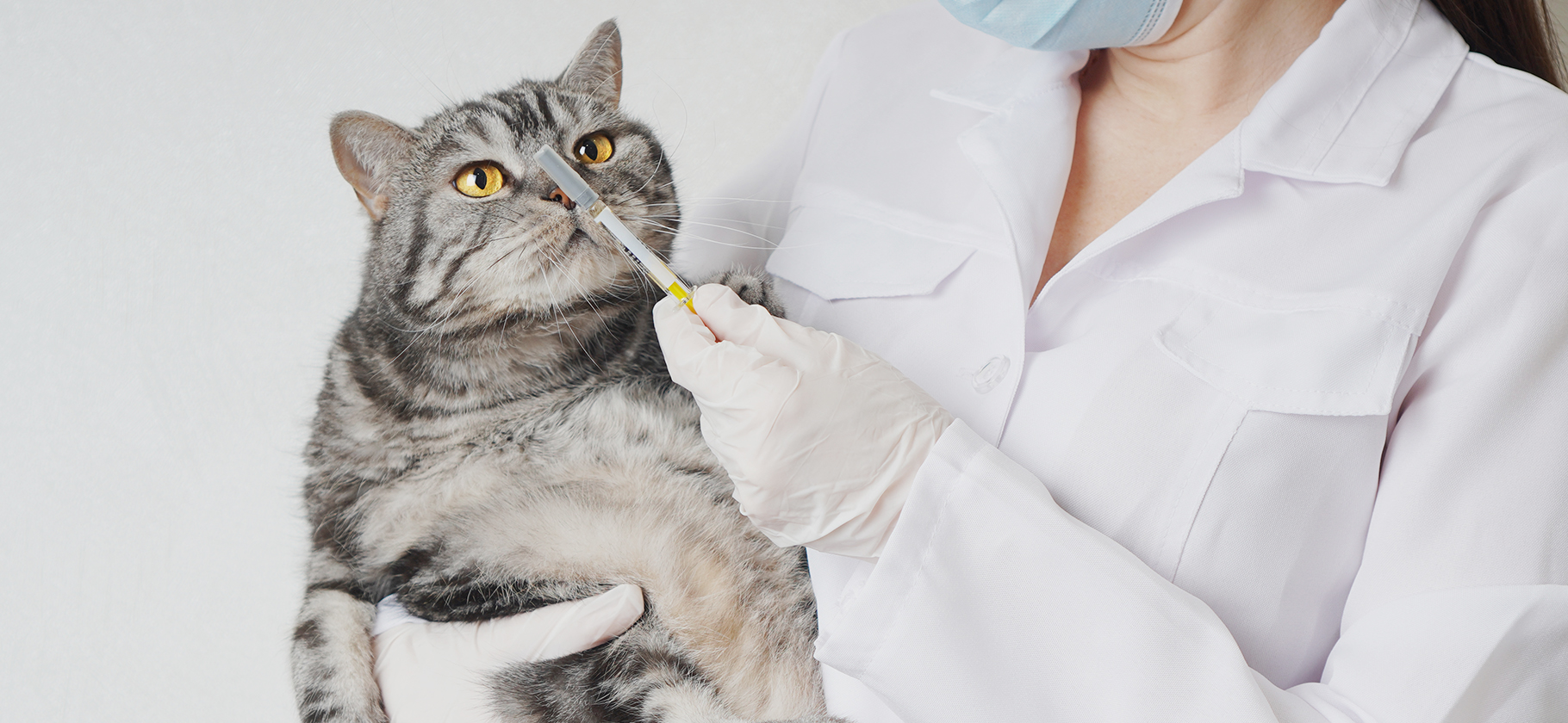 Я потратила 51 318 ₽ на лечение кошек, потому что вовремя их не вакцинировала
