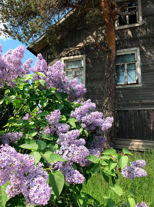 Это фото сделано в петрозаводском районе Соломенное. Отъехав немного от центра города, можно оказаться в настоящей деревне со старыми домами и буйной сиренью во дворах