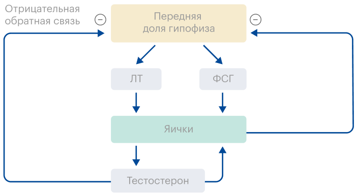 Гипофиз — эндокринная железа в головном мозге — вырабатывает лютеинизирующий гормон, который стимулирует выработку тестостерона в яичках, и фолликулостимулирующий гормон, который стимулирует выработку сперматозоидов. Тестостерон, получаемый извне при ЗГТ, подавляет выработку гормонов гипофиза по принципу отрицательной обратной связи, из-за чего угнетается выработка собственного тестостерона и сперматозоидов