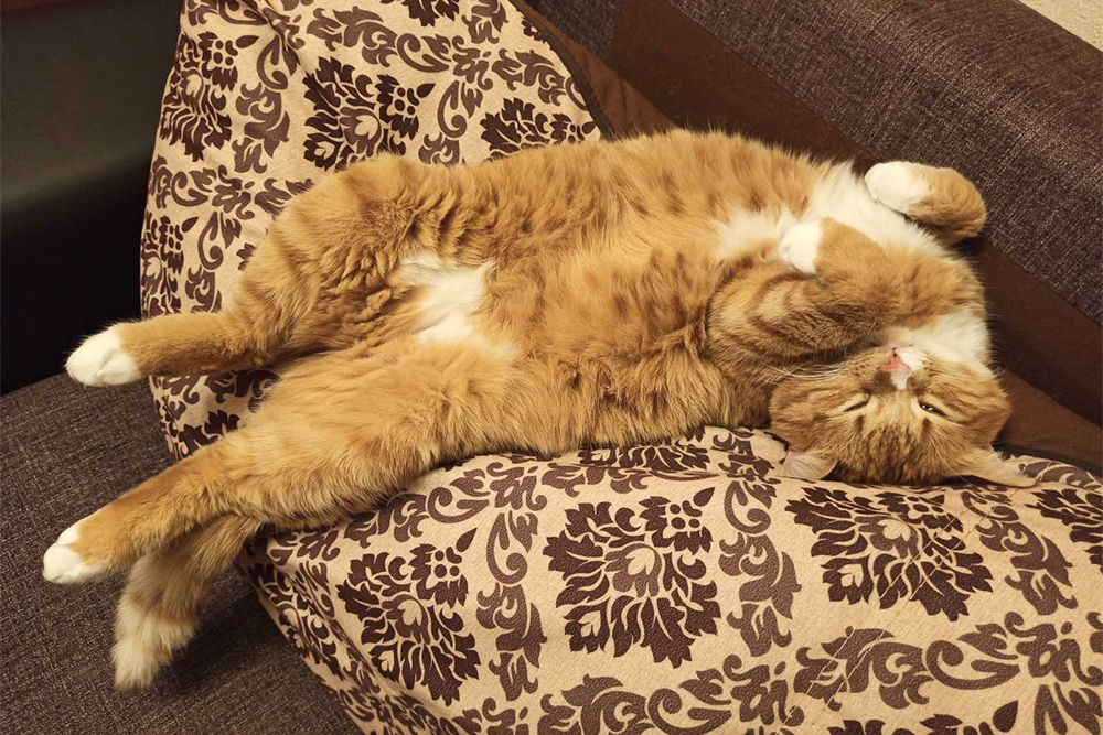 Умиляюсь коту