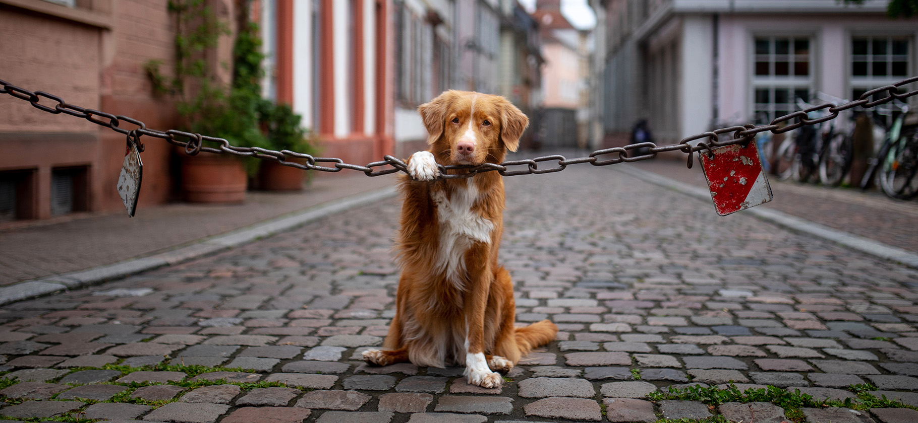 Тотальная бюрократия и налог на собак: чем плоха жизнь в Германии