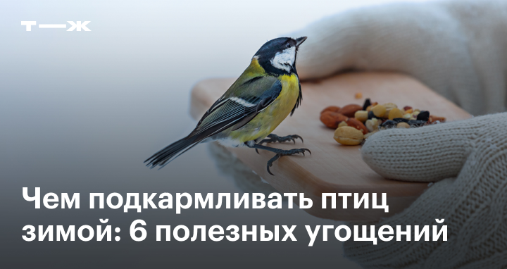 Чем можно и нельзя кормить птиц зимой: 6 полезных угощений для зимующих птиц