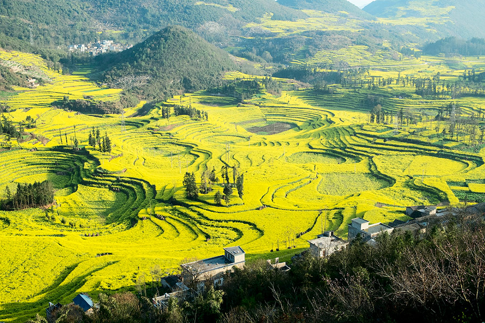 Чайные плантации в провинции Юньнань. Фото: Su Jianfei / Shutterstock