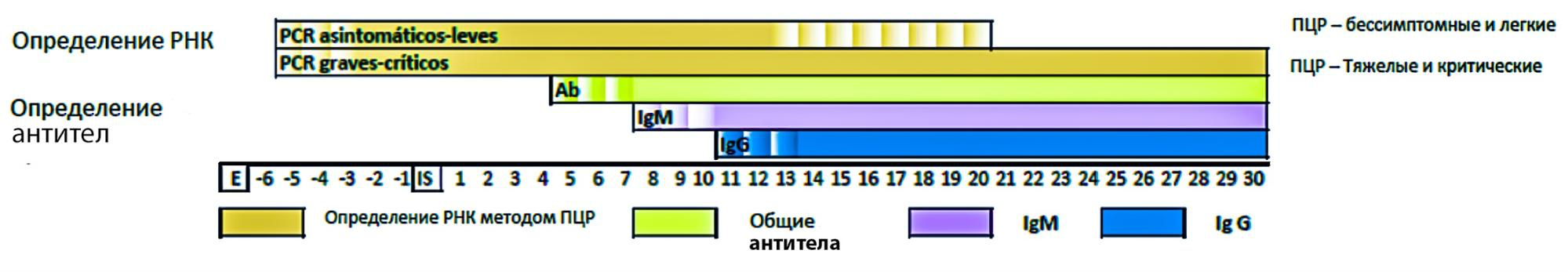 ПЦР-тесты (PCR) определяют инфекцию на следующий день после заражения. РНК вируса определяется в крови до 21—30 дней — в зависимости от тяжести болезни. Тесты на антитела для диагностики коронавирусной болезни не используют, но антитела появляются примерно на 4—7 день с момента заражения. IgM появляются на 6—7 день, а IgG — на 10—11. Источник