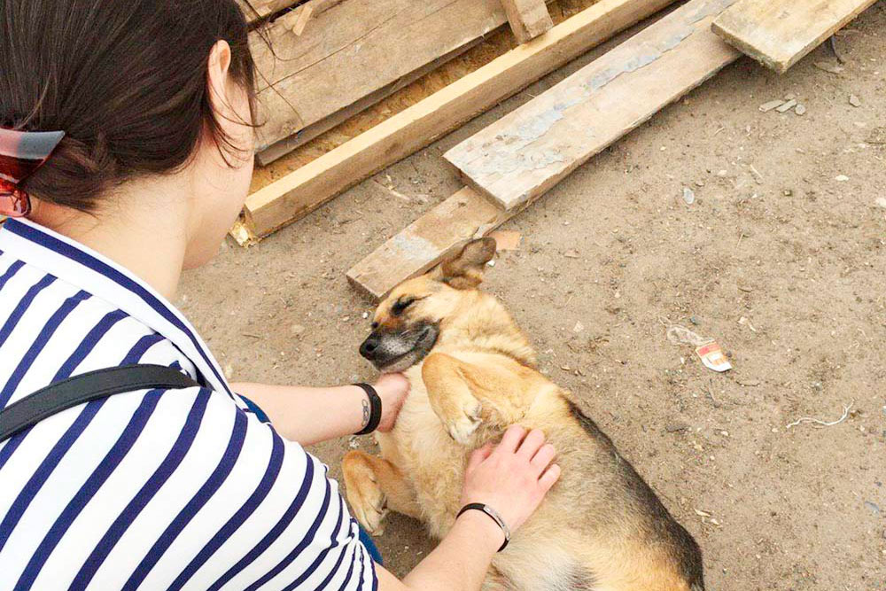 Большинство собак и кошек в приюте ласковые, сразу пытаются обратить на себя внимание
