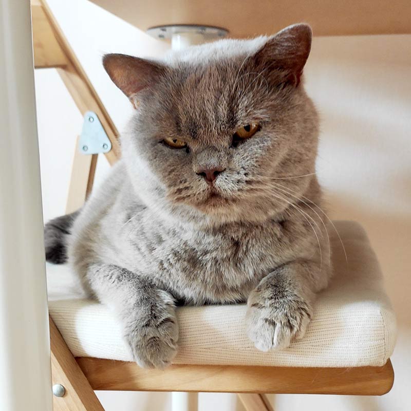 Мой кот