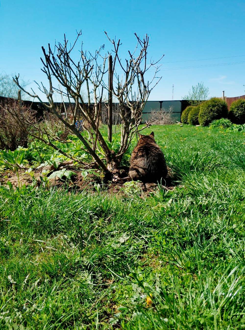 Котик охотится на насекомых