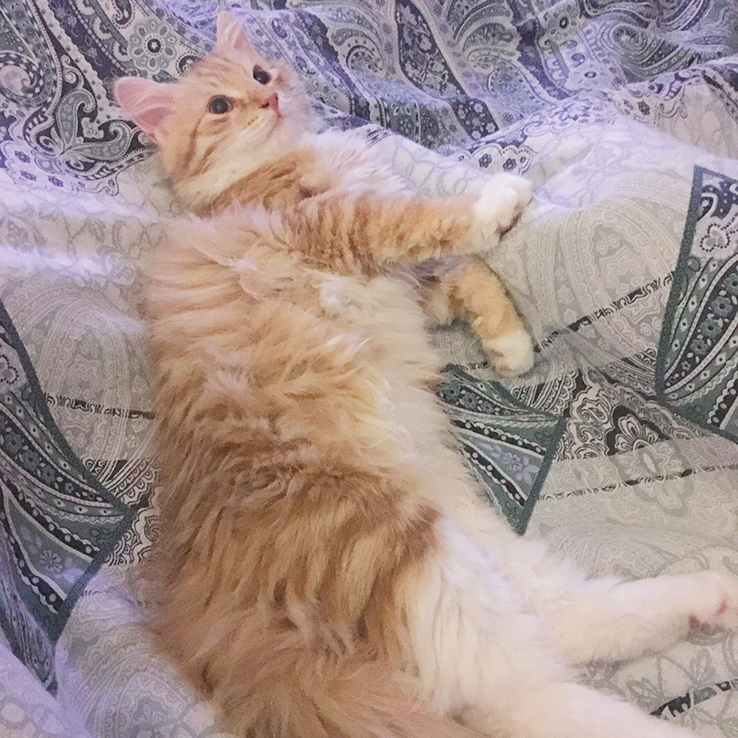 Дома ждет кот