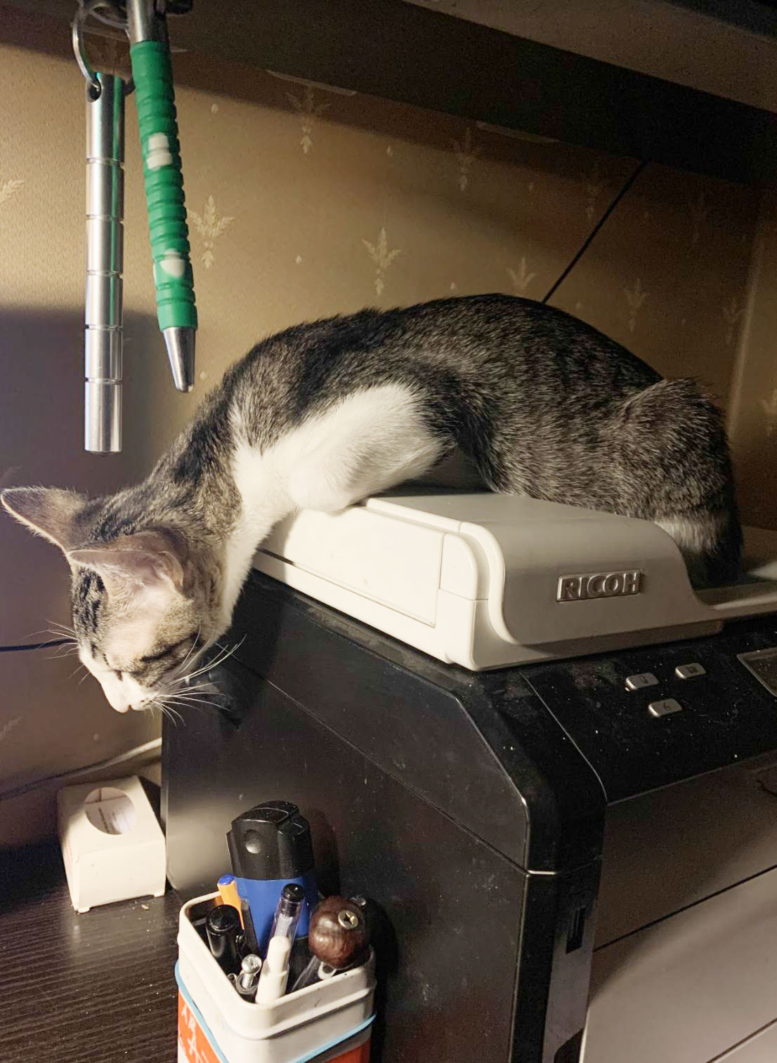 Котята живут в моей комнате