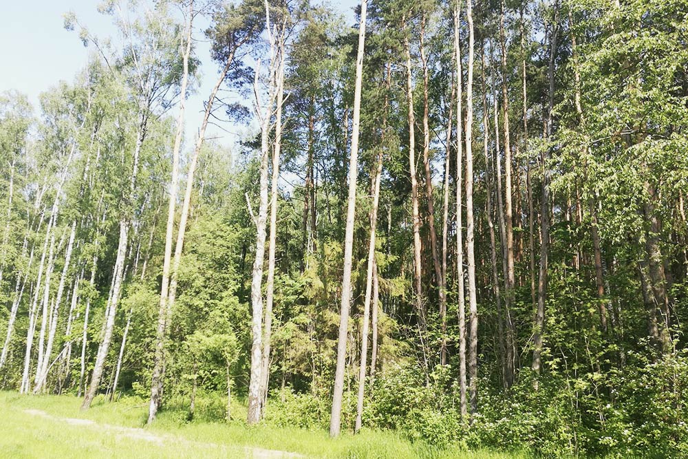 В нашем районе много разных возможностей для занятий спортом на улице. Приятно просто побегать по округе либо покататься на велосипеде — ЖК расположен около леса, в теплую погоду много народу выходит на прогулки и пробежки именно вдоль леса