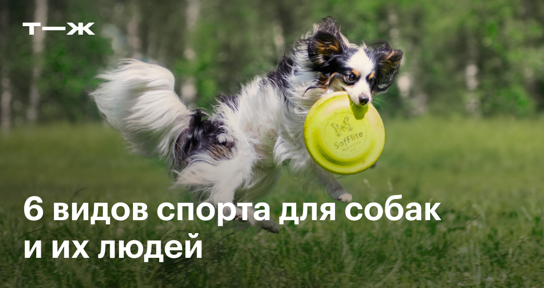 Спорт для собак и людей: 6 видов активности для здоровья питомца и хозяина