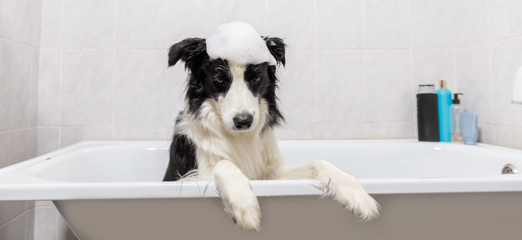 Как часто мыть питомца, водить его к врачу и грумеру: 12 базовых правил ухода за собакой