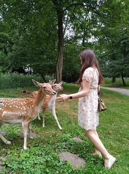 Wildpark, где животные ходят где хотят, а люди — только по обозначенным тропинкам
