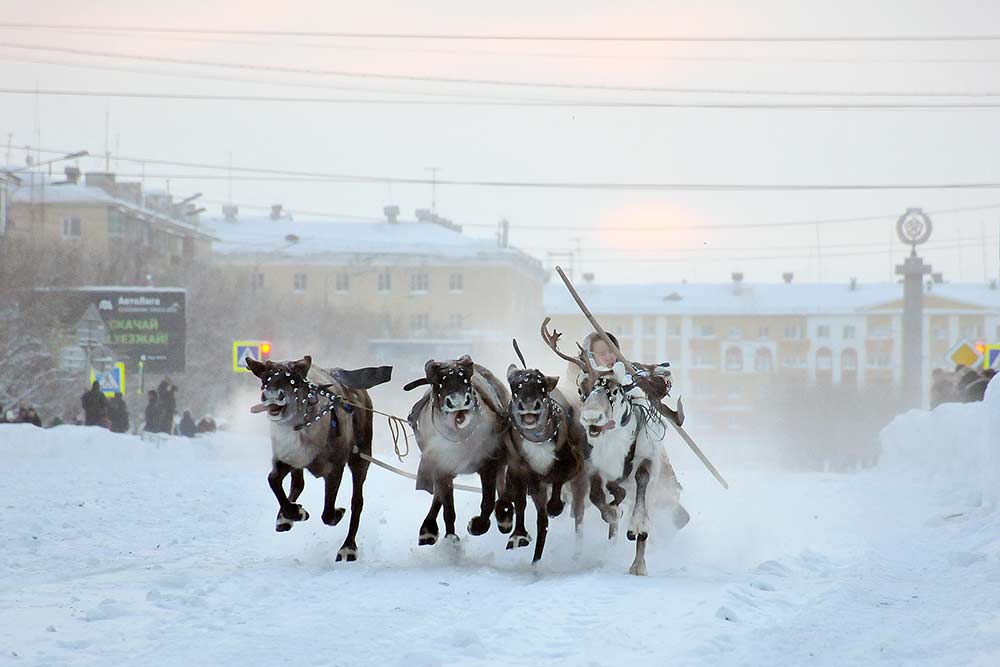 Гонки на оленьих упряжках проводят прямо в городе, для чего на несколько дней перекрывают одну из центральных улиц. Источник: Владимир Юрлов