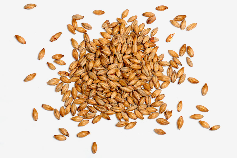 Венский солод Vienna Malt. Слово «венский» здесь означает не место производства, а тип солода. Венский солод производят и в России. Фото: Roger Siljander / Shutterstock
