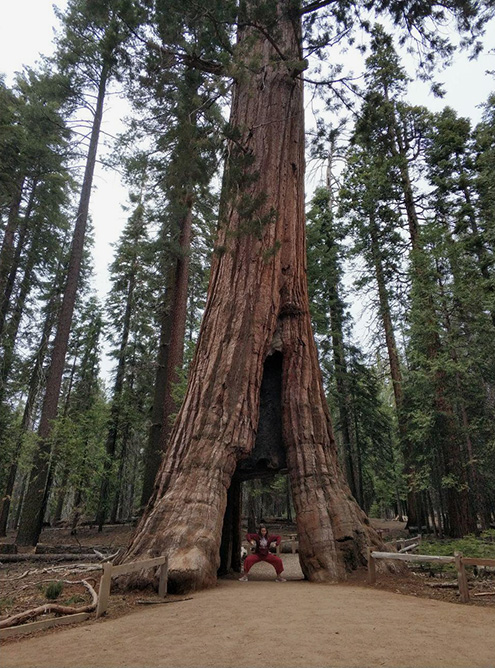 Дерево-тоннель California Tunnel Tree. Встала в любимую позу на фоне дерева, чтобы была видна его мощь