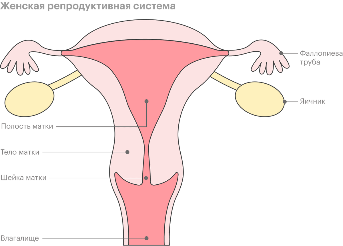 рак матки сперма фото 34
