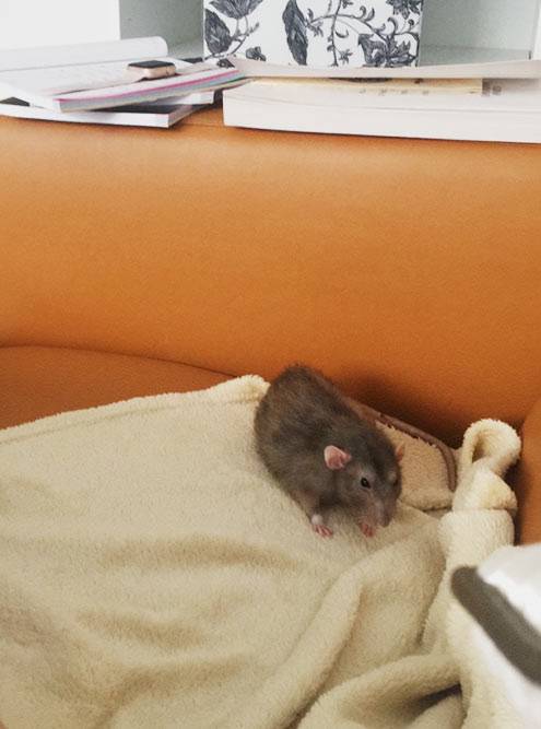 Крыса живет в клетке, но каждый день я выпускаю ее погулять на диване
