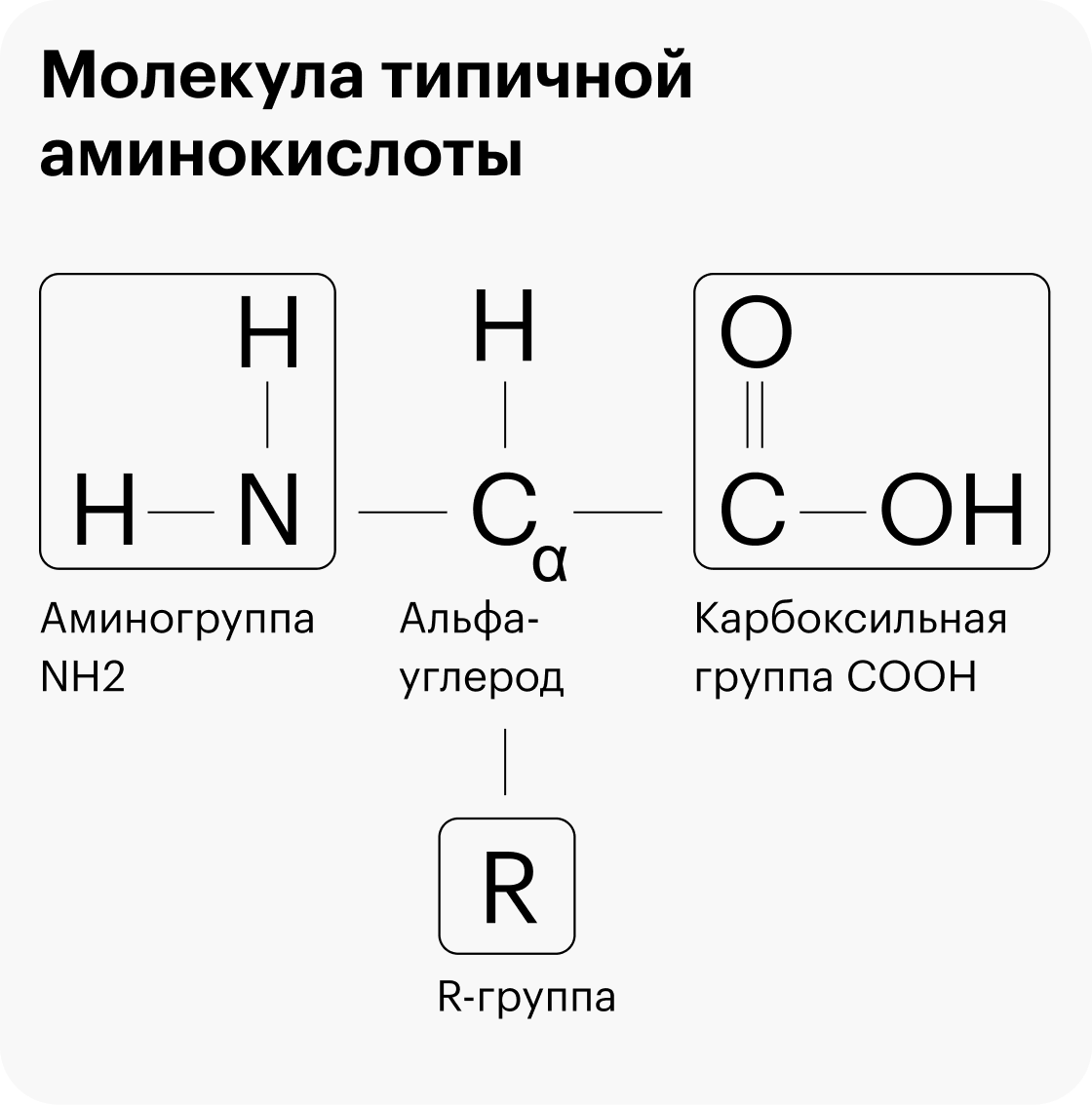 Типичная аминокислота: буквой R отмечена уникальная R-группа, а все остальное — стандартный «скелет» с альфа-углеродом С в основе