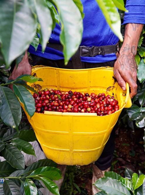 Урожай ягод с кофейных деревьев собирают вручную