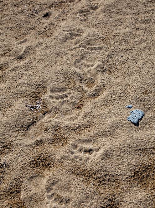 Медвежьи следы на пляже по дороге к мысу Столбчатому
