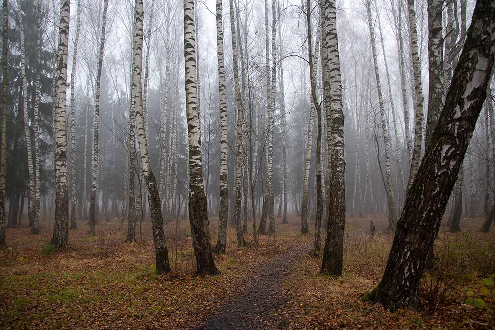 Фотографирую деревья в тумане и иногда проходящих мимо людей