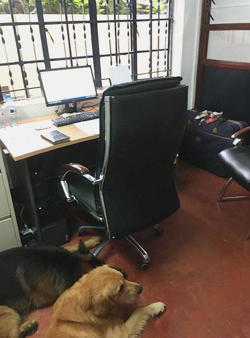 Мой офис и&nbsp;местные собаки