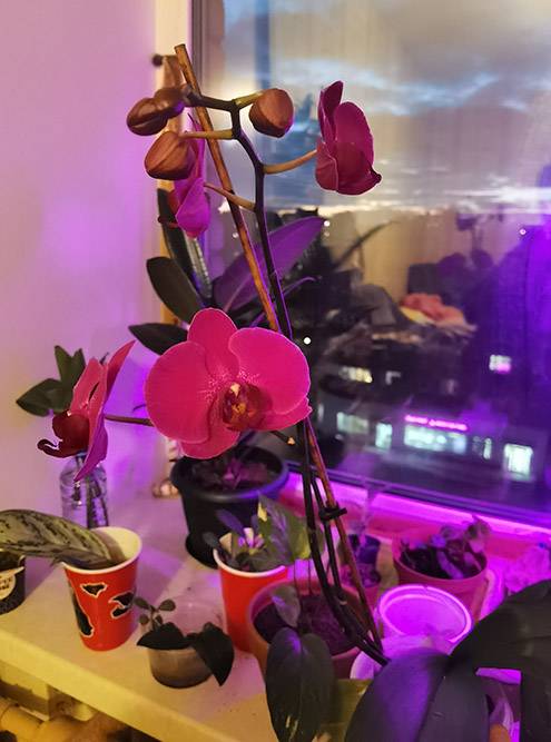 Орхидея появилась у меня самой первой, ей уже год, и она продолжает активно цвести