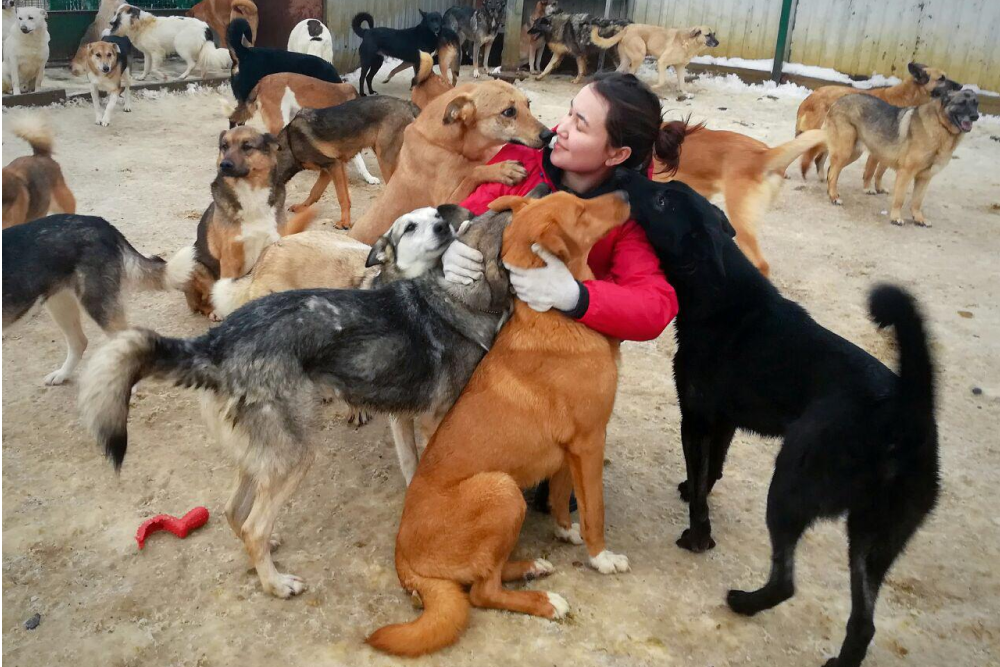 Так выглядит прогулка и общение с собаками волонтера кожуховского муниципального приюта для&nbsp;бездомных животных