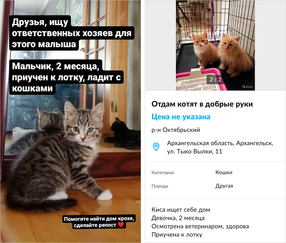 Котенок Мальчик Или Девочка Как Определить Фото