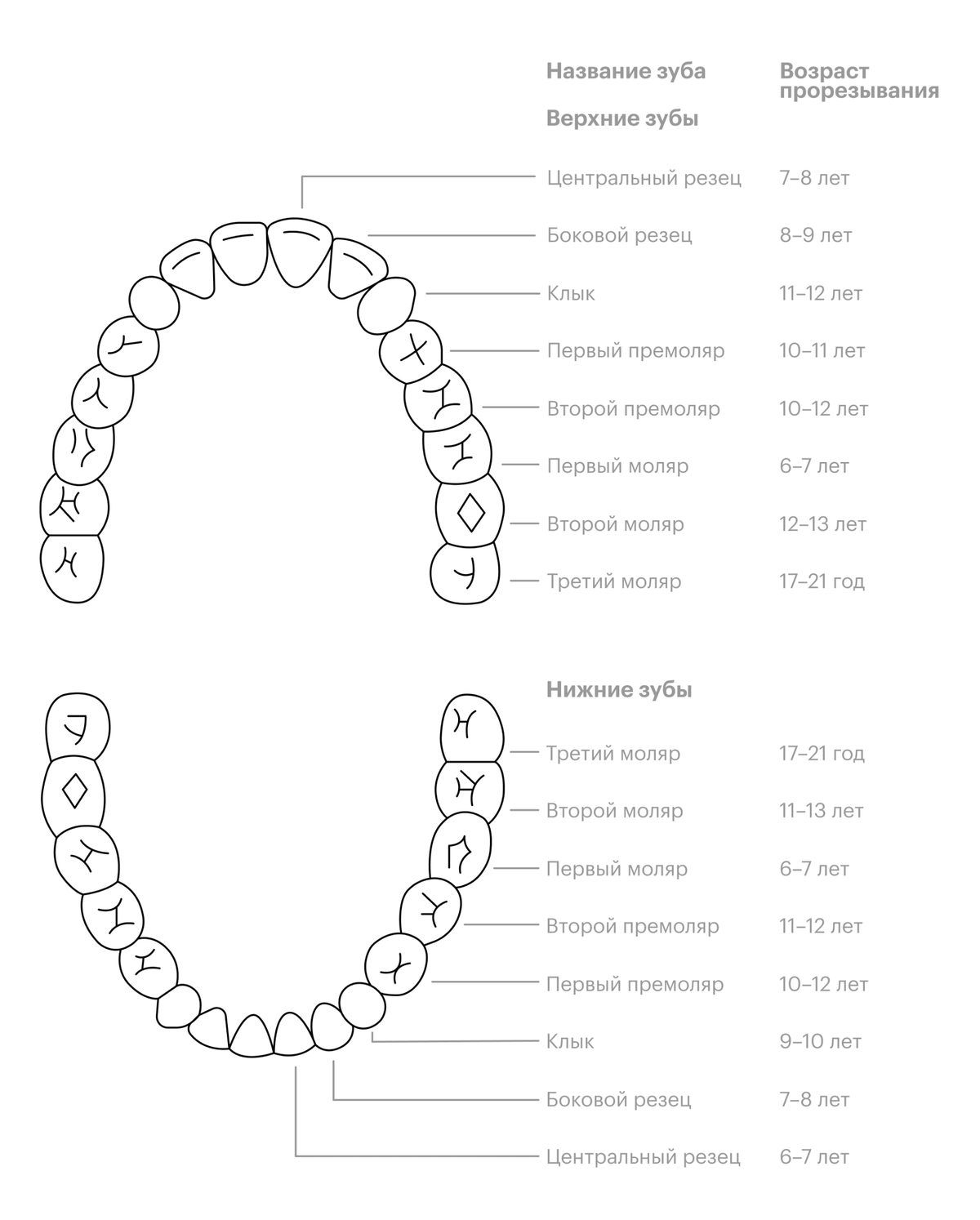 Названия и сроки прорезывания постоянных зубов. Нумерация немного отличается от молочных: «четверки» и «пятерки» — это премоляры, а «шестерки», «семерки» и «восьмерки» — моляры