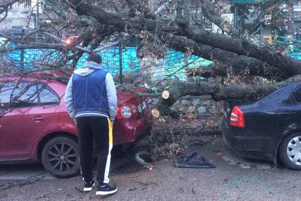 К сожалению, проблема с парковками имеет печальные последствия: например, в начале декабря 2021&nbsp;года в Ялте был шквальный ветер, из-за которого десять автомобилей пострадали от упавших деревьев. Источник: телеграм-канал главы города